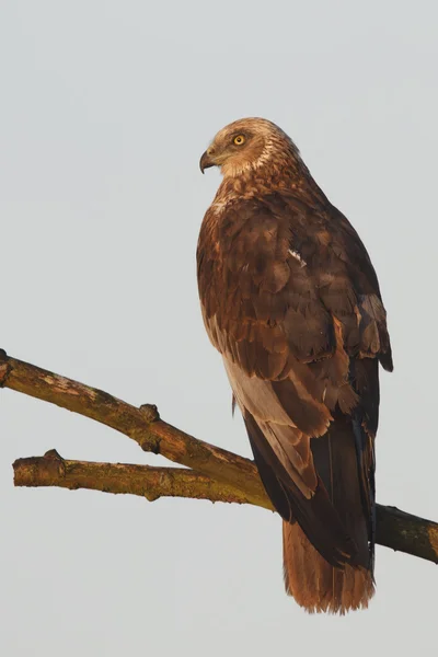 Bruine Kiekendief tijdens de vlucht — Stockfoto