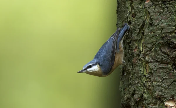 Oiseau de Sittelle sur la nature . — Photo