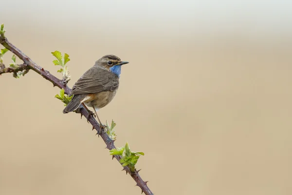 Bluethroat (Luscinia svecica) ) — стоковое фото