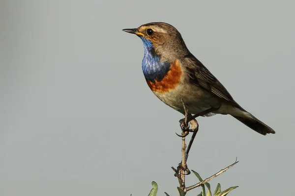 Pájaro de garganta azul en una rama —  Fotos de Stock