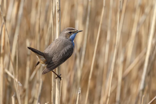 Blåhake (Luscinia svecica) — Stockfoto