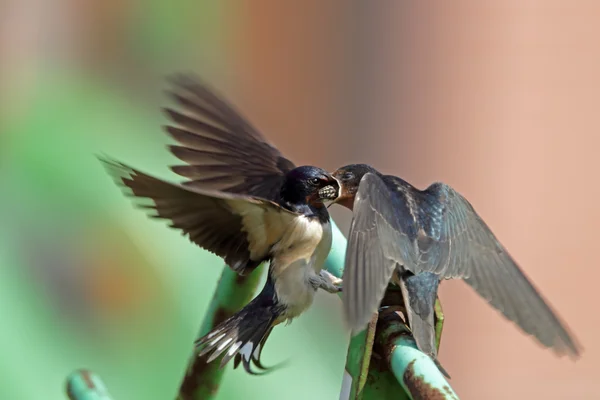 Barn Swallow feeds juvenile swallow — Stock fotografie