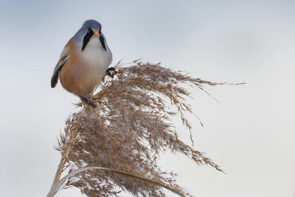 Bärtiger Riedvogel — Stockfoto