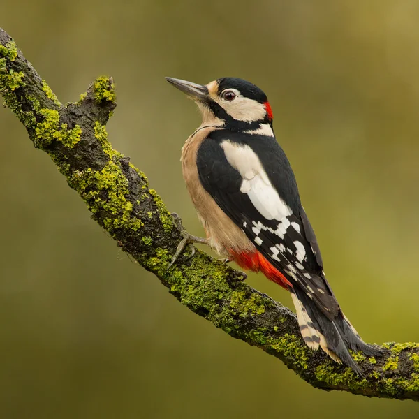 Great spotted woodpecker — Stock Photo, Image