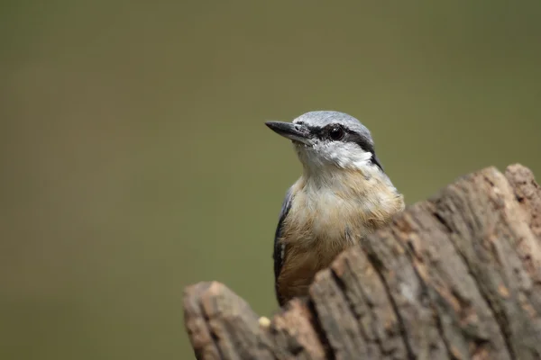 Nuthatch bird on nature. — Stock fotografie