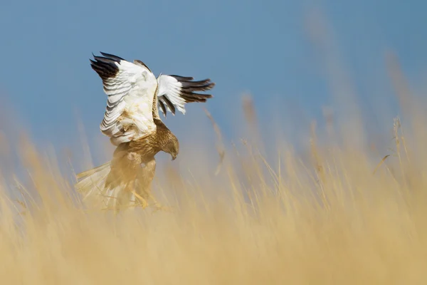 Bruine Kiekendief tijdens de vlucht — Stockfoto