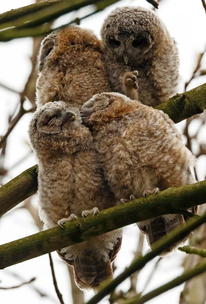 Tawny owl youngsters — ストック写真