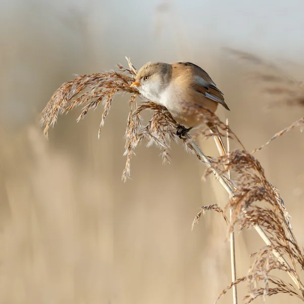 Bearded reedling bird — Φωτογραφία Αρχείου