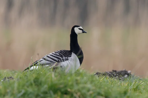 바다소 (Branta leucopsis)) — 스톡 사진