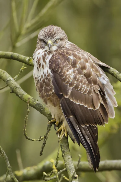 Oiseau buse sur la nature — Photo