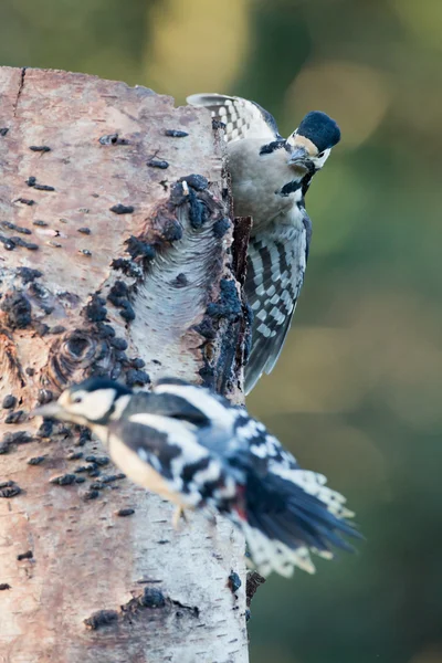 Buntspecht — Stockfoto