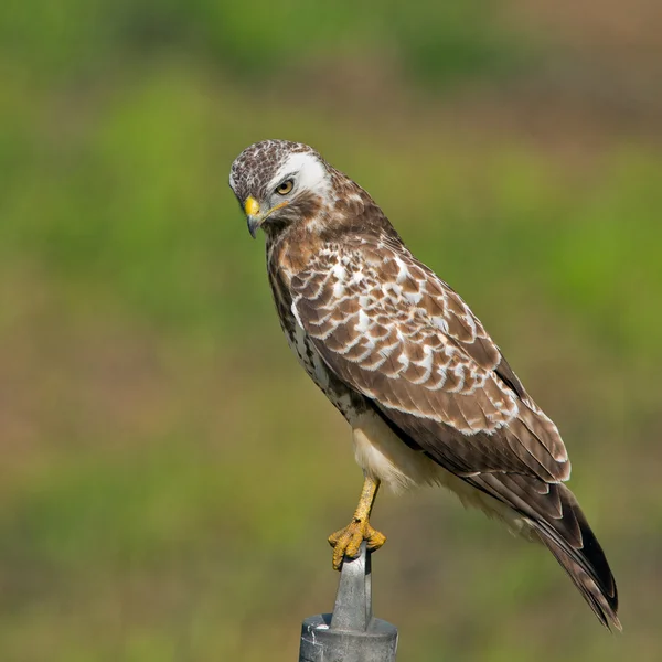 European Buzzard bird — Stockfoto