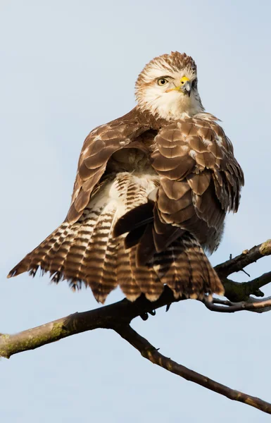 Marsh Harrier kuş — Stok fotoğraf