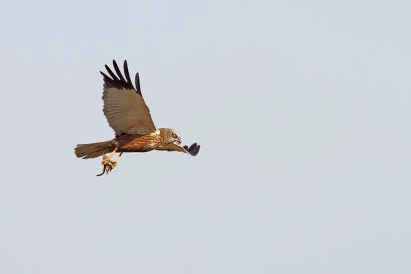 Marsh Harrier em voo — Fotografia de Stock