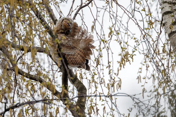 De Steenuil of bruine uil — Stockfoto