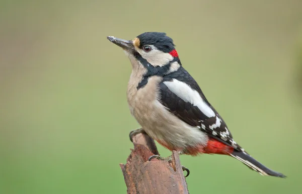 Gran pájaro carpintero manchado —  Fotos de Stock