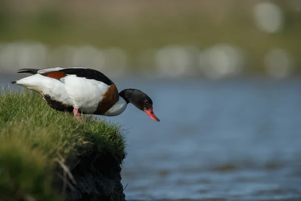 Common Shelduck on nature — Φωτογραφία Αρχείου