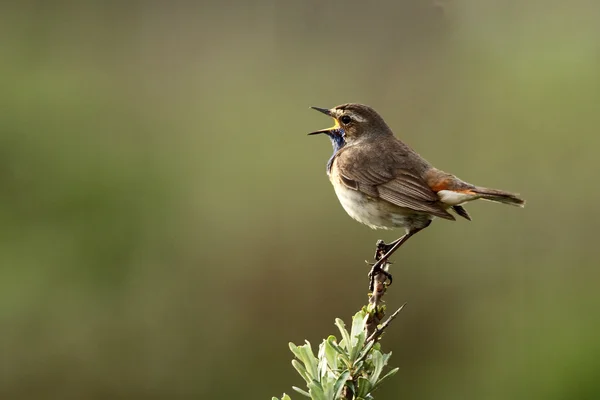 Oiseau Bluethroat sur une branche — Photo