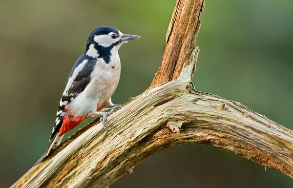 Büyük Benekli Ağaçkakan — Stok fotoğraf