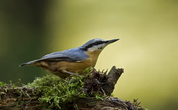 Oiseau de Sittelle sur la nature . — Photo