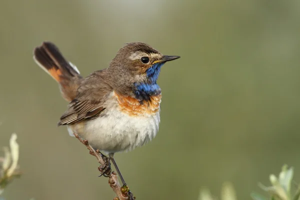 Pájaro de garganta azul en una rama —  Fotos de Stock