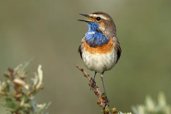 Blauwborst vogel op een tak — Stockfoto