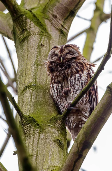 Tawny owl perched on a twig — Stockfoto
