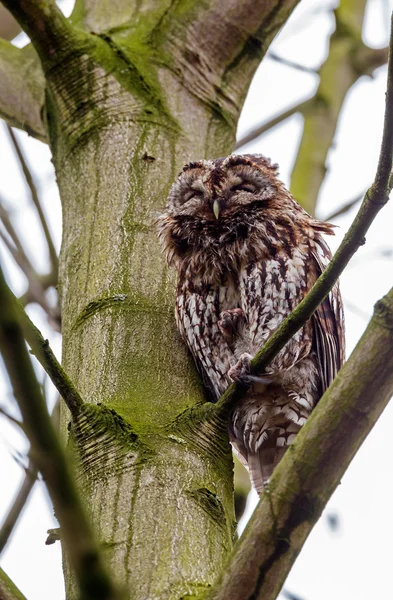 Tawny owl perched on a twig — Stock fotografie