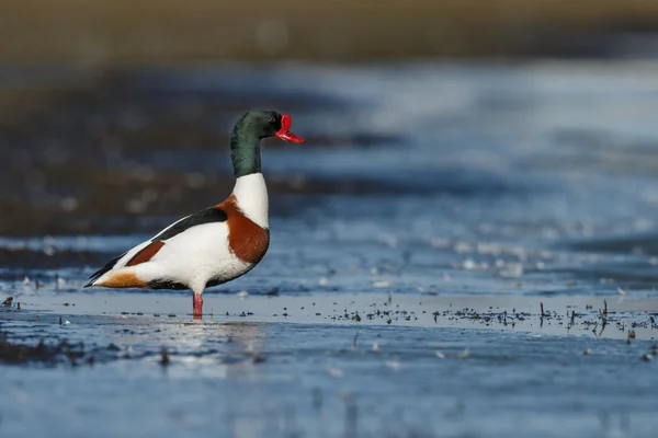 Scaffale comune sulla natura — Foto Stock