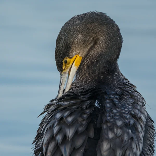 Kormoran (Phalacrocorax carbo)) — Stockfoto