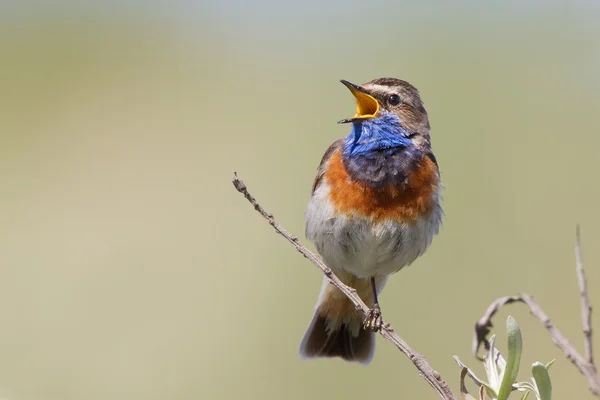 Cantando Bluethroat su un ramo — Foto Stock