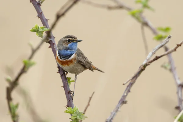 Blauwborst (Luscinia svecica) — Stockfoto