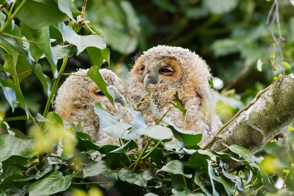 Juvenile tawny owls — Stockfoto