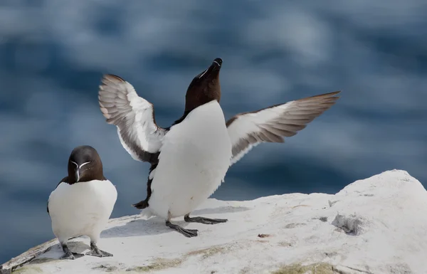 Razorbill обіймаються на скелях. — стокове фото