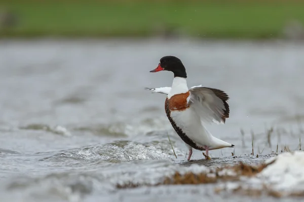 Shelduck comum na natureza — Fotografia de Stock