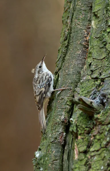 Uccello passero, Passeridae . — Foto Stock