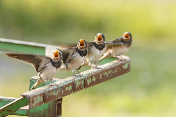 Young barn swallows srceaming — Stock fotografie