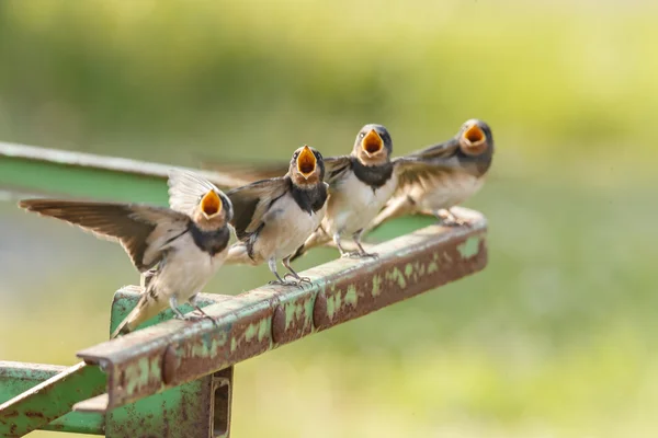 Young barn swallows srceaming — Φωτογραφία Αρχείου