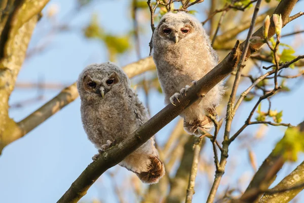 The tawny owls or brown owls — Stockfoto