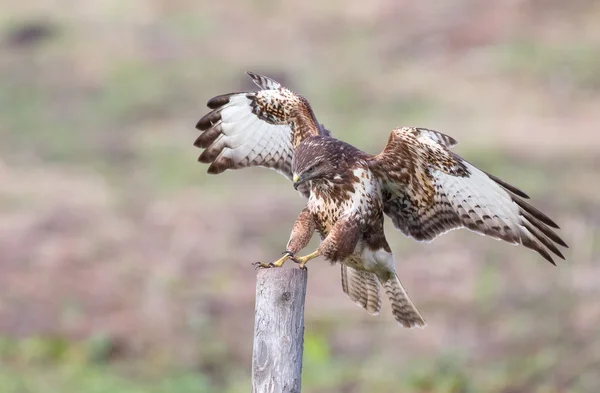 Europese Buzzard (Buteo buteo ) — Stockfoto