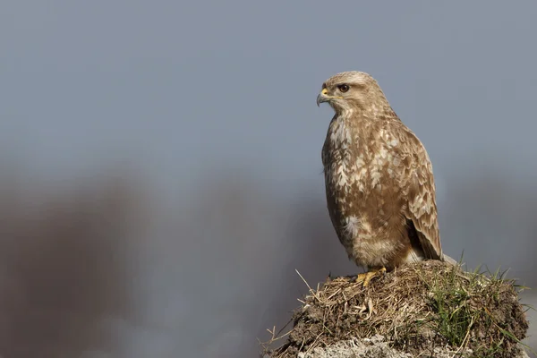 Europese Buzzard (Buteo buteo ) — Stockfoto