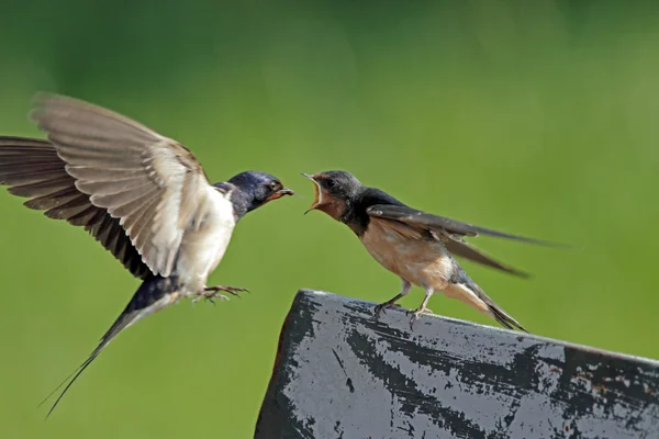 Barn Swallow feeds juvenile swallow — Stock Photo, Image