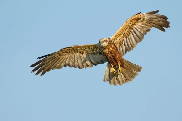 Marsh Harrier em voo — Fotografia de Stock