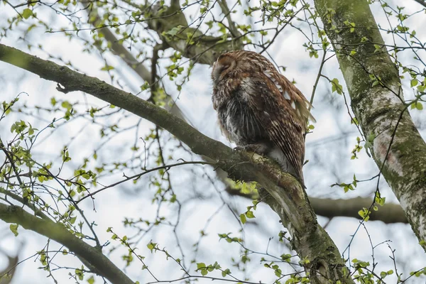 The tawny owl or brown owl — Stock Photo, Image