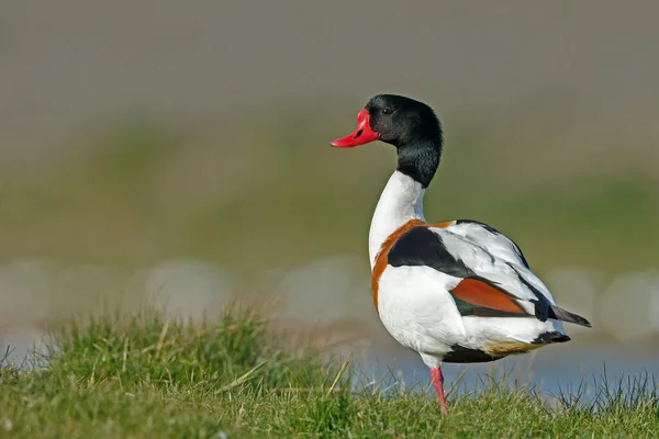 Common Shelduck on nature — Φωτογραφία Αρχείου