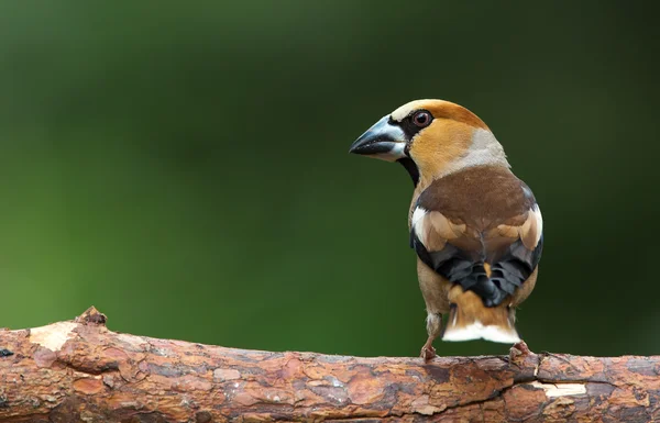 Falcão (coccothraustes coccothraustes ) — Fotografia de Stock