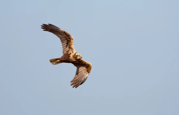 Europese Buzzard vogel — Stockfoto