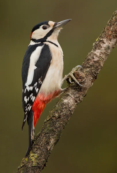 Great spotted woodpecker — Stock Photo, Image