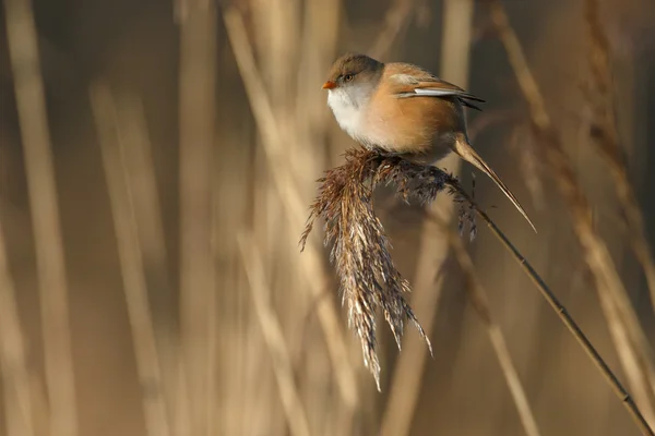 수염된 reedling 새 — 스톡 사진