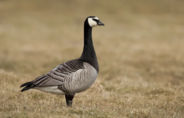 Die Seeteufelgans (branta leucopsis)) — Stockfoto